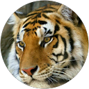 Boban G. profile picture